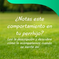 Perrito feliz mostrando su lenguaje emocional