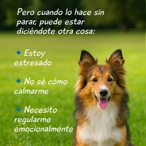 Manada de cachorros cuidados